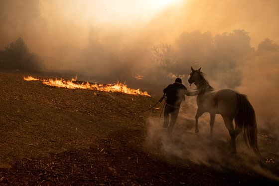 30일 캘리포니아 북부 시미 밸리 근처에 화재가 번지면서 목장주들이 말을 피신시키고 있다. [EPA=연합뉴스]