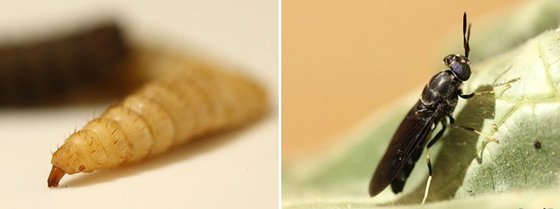 파리목 곤충인 동애등에의 유충(왼쪽)과 동애등에 성충. [애그리프로틴 홈페이지 캡처]