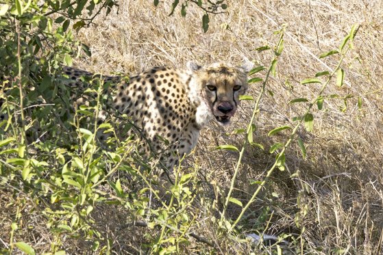 톰슨가젤을 뜯던 치타와 눈이 마주쳤다. 백종현 기자