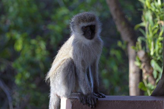 세렝게티 야영장에서 마주친 버빗 원숭이. 백종현 기자