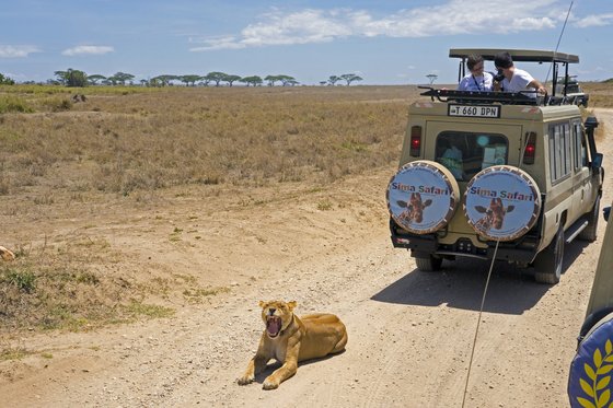 게임 드라이브를 하며, 사자를 코앞에 두는 행운을 누리기도 한다. 백종현 기자