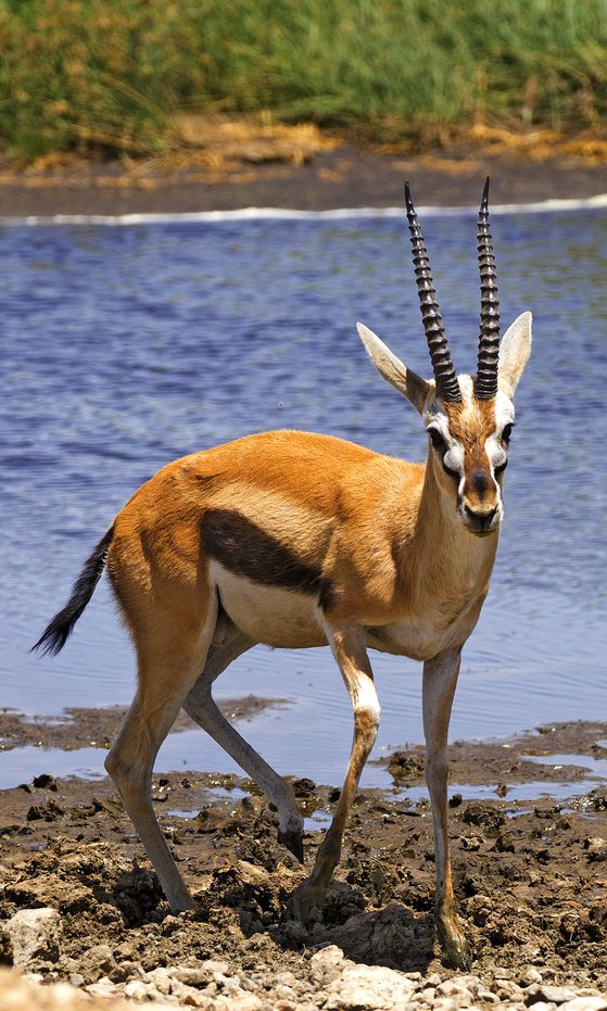 톰슨가젤. 검은 뿔과 옆구리의 줄무늬가 특징이다. 백종현 기자