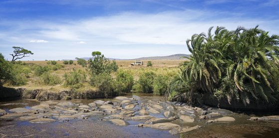 하마는 햇빛에 약해, 낮 동안 늪에서 놀기를 좋아한다. 백종현 기자