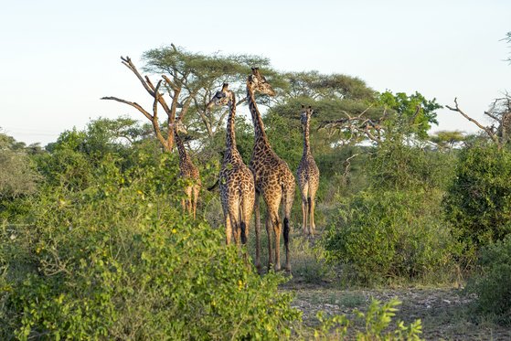 무리 지어 생활하는 기린 가족. 백종현 기자