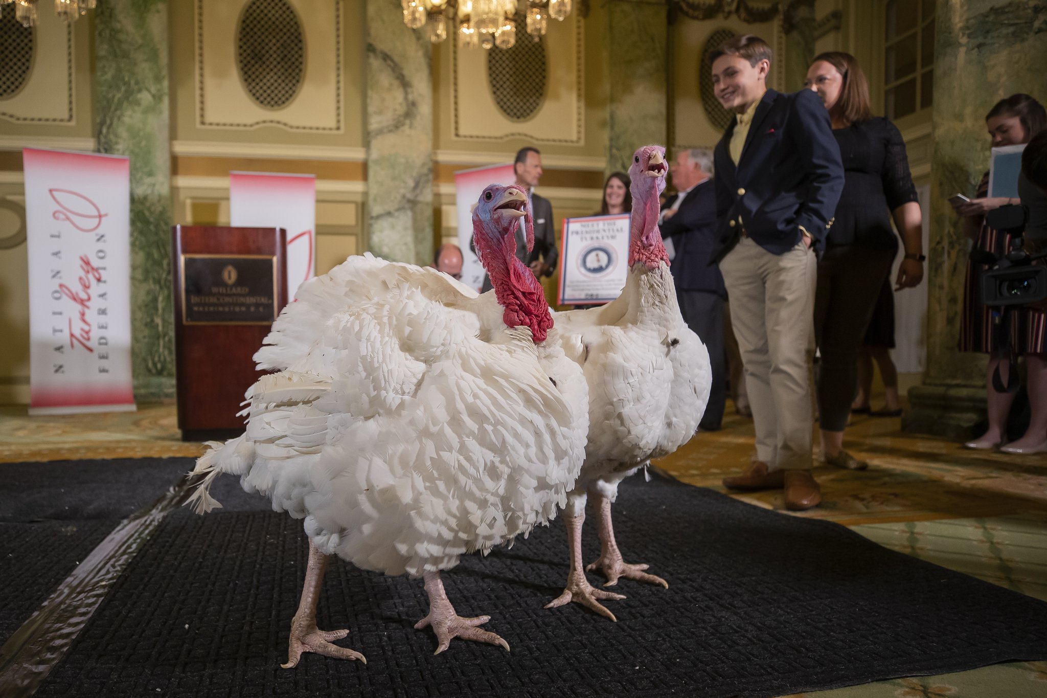 미국 추수감사절 칠면조 사면식에 선택 받은 칠면조 브레드와 버터가 25일(현지시간) 워싱턴 윌라드 인터컨티넨탈 호텔 기자회견장에 모습을 나타냈다. [EPA=연합뉴스]