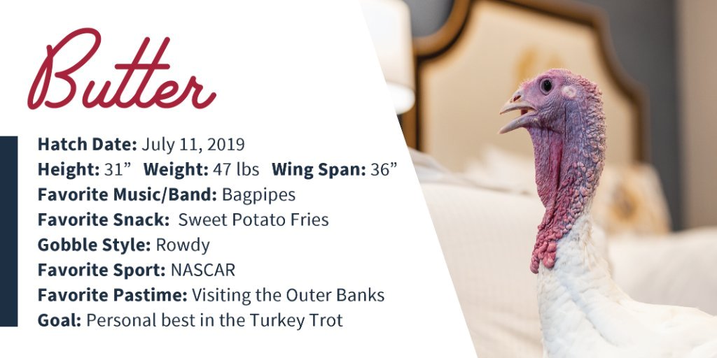 백악관 트위터에 추수감사절 떄 트럼프 대통령으로 부터 사면 받게 될 칠면조 브레드와 버터에 대한 투표가 진행되고 있다. [사진 백악관 트위터]