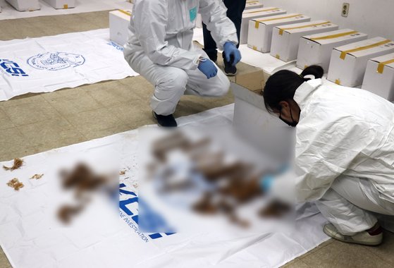 지난 20일 광주 북구 옛 광주교도소에서 검경, 군 유해발굴단 등으로 이뤄진 합동조사반이 무연고자 공동묘지에서 발견된 유골을 검시하고 있다. [연합뉴스]