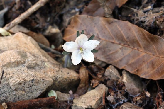 지난 4일 국립공원공단 무등산국립공원에 핀 변산바람꽃. 보통 2월 중순~3월 초 개화하는 '봄의 전령'이지만 올해는 20일정도 일찍 피었다. [사진 무등산국립공원사무소]
