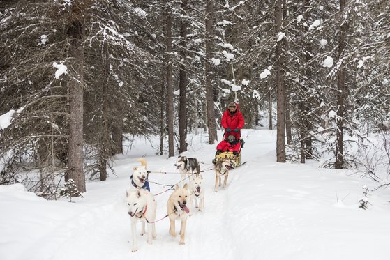 캐나다 유콘은 개썰매의 본고장이다. 여섯 마리 개와 함께 숲길을 질주하며 잊지 못할 추억을 남겼다.