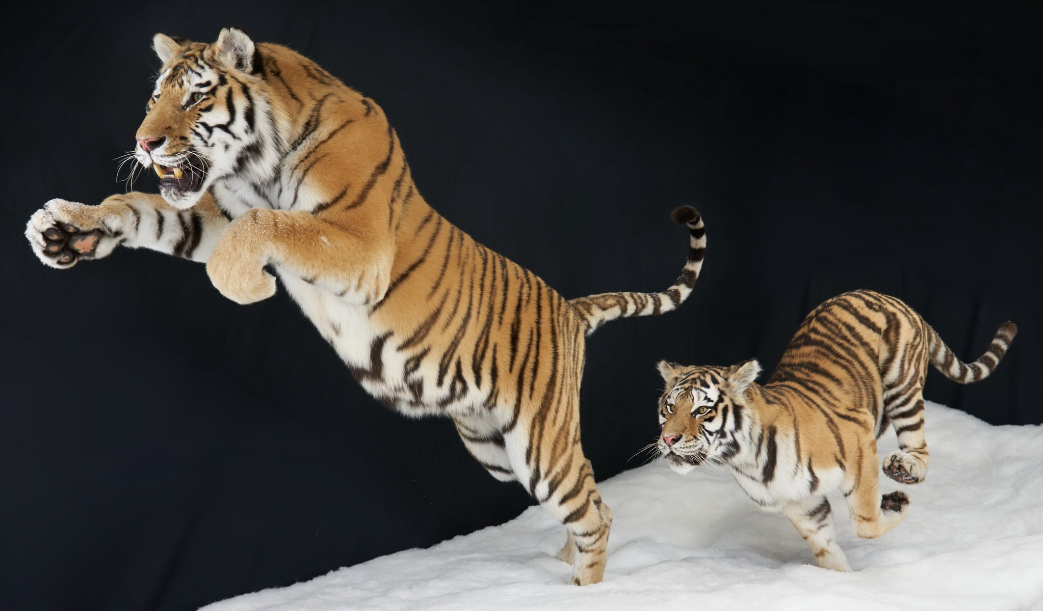 2018년 12월, 2016년 10월 자연사한 시베리아호랑이 '한울이'와 '코아'가 박제돼 공개됐다. 연합뉴스