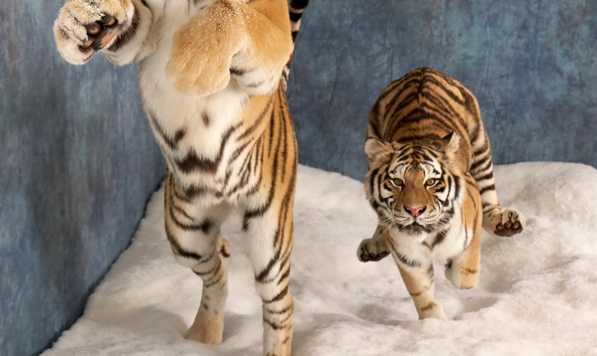 2018년 12월, 2016년 10월 자연사한 시베리아호랑이 '한울이'와 '코아'가 박제돼 공개됐다. 연합뉴스