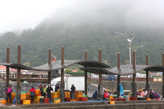 제주도 서귀포시 보목항구의 이른 아침. 포구에 자리돔이 가득 나와있다. 손민호 기자