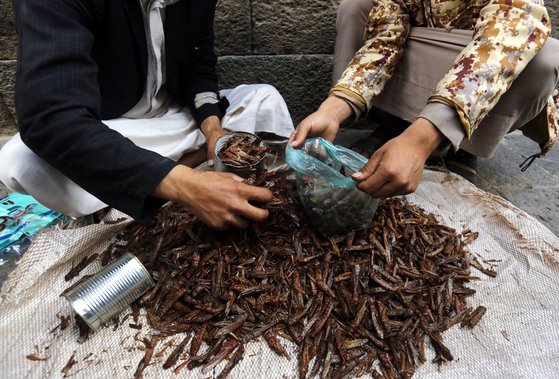 예멘의 한 시장에서 구운 메뚜기를 팔고 있는 모습. 전통적으로 예멘에서는 메뚜기를 구워서 먹는다. EPA=연합뉴스