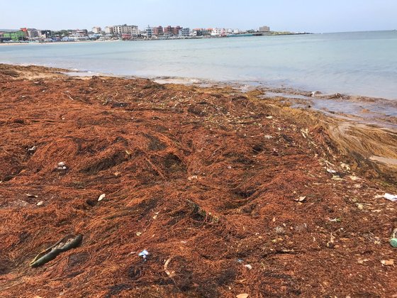 지난 22일 오전 제주 이호해수욕장 백사장에 괭생이모자반이 가득 밀려와 있다. 최충일 기자