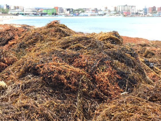 지난 22일 오전 제주 이호해수욕장 백사장에 괭생이모자반이 가득 밀려와 있다. 최충일 기자
