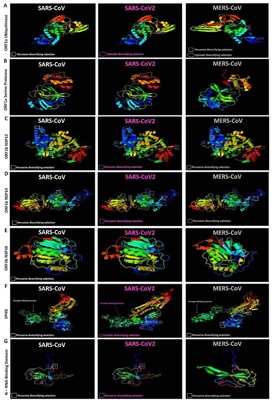 바이러스의 주요 단백질 구조 비교. 왼쪽부터 중증급성호흡기증후군(SARS)과 신종 코로나바이러스(코로나 19), 중동호흡기증후군(MERS) 바이러스. 코로나19와 메르스는 ORF1a와 b 단백질에서 일부 유사성을 보이고 있다. 자료=미국 뉴잉글랜드대학 메간 메이 박사 등 (2020년 논문)