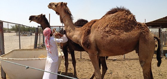 중동호흡기증후군(MERS, 메르스)의 중간 숙주인 단봉낙타. 2012년 출현한 메르스 바이러스는 2015년 한국으로 건너와 큰 피해를 내기도 했다. 사진=세계보건기구(WHO)