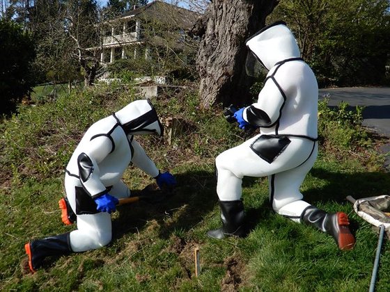 미 워싱턴주의 곤충학자들이 특수복을 입고 장수말벌집으로 의심되는 곳을 조사하고 있다. WSDA