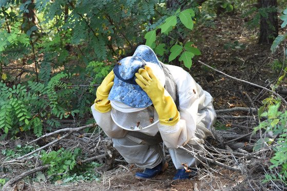 장수말벌은 자세를 낮추고 앉을 경우에 지속적으로 공격하는 경항을 보인다. 국립공원공단
