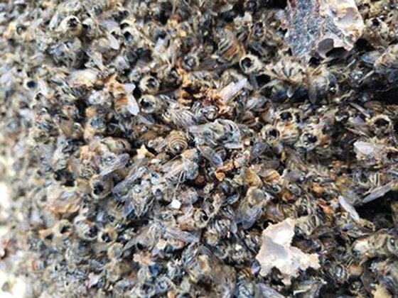 미국의 한 양봉 농가에서 꿀벌이 머리가 잘린채로 죽어 있다. 장수말벌의 소행으로 추정된다. WSDA