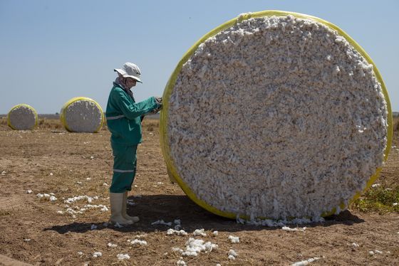 면화를 재배하는 모습. WWF