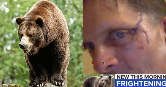 미국에서 먹이를 구해 집 부엌을 침입한 곰에 맞고도 목숨을 구한 데이브 체르노스키(54, 오른쪽). 왼쪽은 회색곰 자료 사진. [AP, ABC방송 화면 캡처]