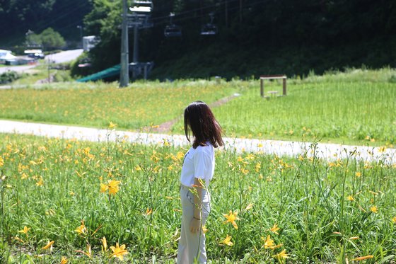 하이원리조트 슬로워가든에 원추리가 만개했다. [사진 하이원리조트]