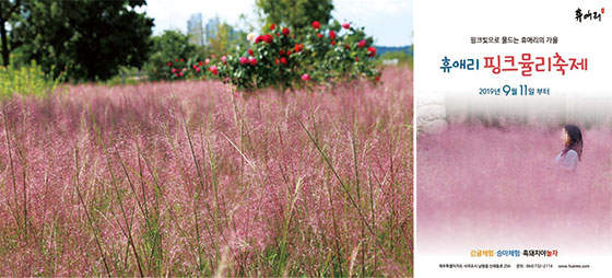 잠원한강공원 그라스 정원 핑크뮬리(2018)(사진 서울시), 휴애리 핑크뮬리 축제 포스터(사진 휴애리 홈페이지)