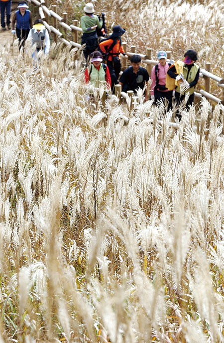 정선 민둥산 억새밭(사진 매일경제 김재훈 기자)