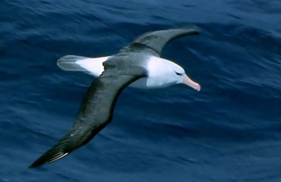 바다 위를 저공비행 중인 알바트로스. [사진=유튜브 화면캡처]