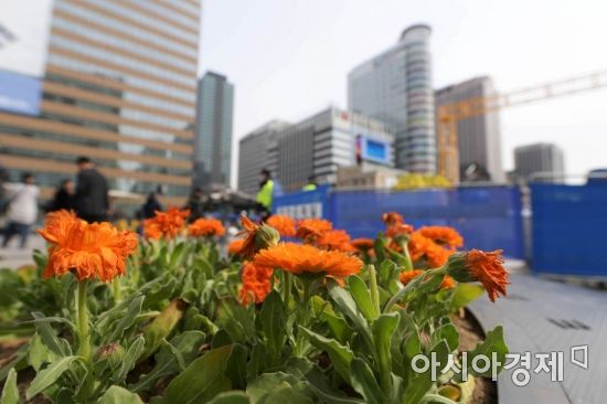 철거 현장 옆에 봄꽃이 화사하게 피어 있다. 천막이 떠난 자리에는 기억·안전 전시공간이 조성될 예정이다. /문호남 기자 munonam@