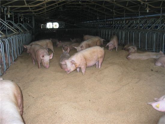 돼지 우리. 기사와는 상관없음.