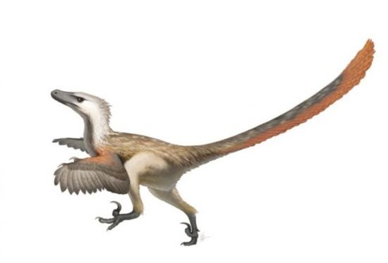 벨로키랍토르의 최근 복원도. 쥬라기공원 속 모습과 달리 깃털달린 새의 모습에 더 가깝다.(자료=옥토끼우주센터 블로그/https://oktokkispace.blog.me/)