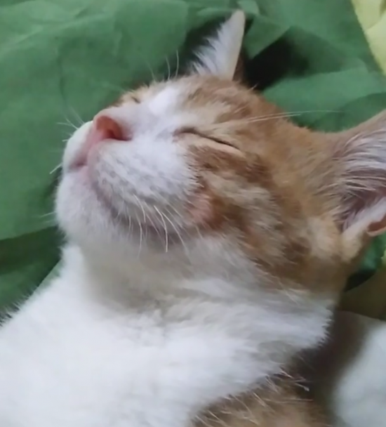 해당 유튜버가 게시한 해명 영상/사진=유튜브 캡처