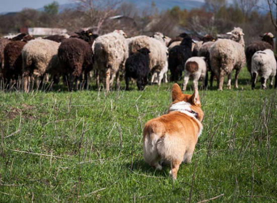 가축몰이 중인 펨브로크 웰시코기/사진=AKC 캡처