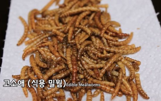 국내 시판 중인 식용 밀웜(고소애). [사진=유튜브 화면캡처]