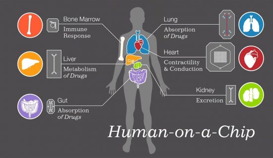 인체의 주요 장기마다 칩을 만들어 그 칩으로 동물 대신 실험을 할 수 있습니다. 머지않은 미래에는 하나의 칩 위에 여러 개의 장기를 올려 놓는 장기칩도 개발되리라 예상합니다. [그림=유튜브 화면캡처]