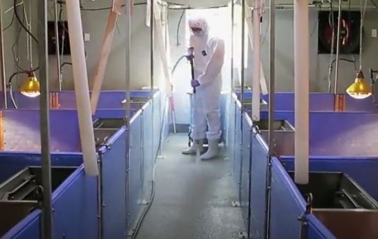 이종장기 이식을 위해 키우는 유전자 조작 돼지는 철저하게 위생을 관리합니다. [사진=유튜브 화면캡처]