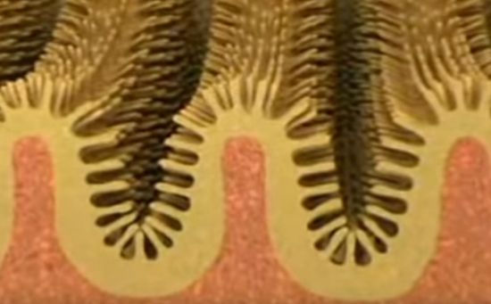 소장 내부의 융모. 이 융모가 소화된 음식물의 영양소를 흡수합니다. [사진=유튜브 화면캡처]