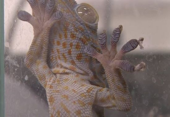 유리에 붙어있는 게코도마뱀. 게코도마뱀의 발바닥에 있는 수많은 강모가 강력한 접착력을 발휘한다고 합니다. [사진=유튜브 화면캡처]