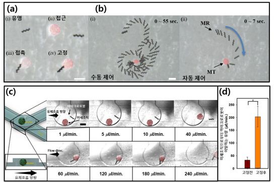 바늘형 마이크로로봇의 약물 전달 과정(a), 제어 환경에 따른 실험결과(b), 유체 흐름 환경에 따른 고정 기능의 정성(c) 및 정량(d)적인 실험결과다.