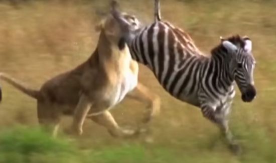 얼룩말의 뒷발 차기에 얻어맞는 사자. [사진=유튜브 화면캡처]