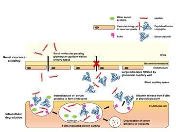 GLP-1과 알부민 결합체는 다양한 기전을 통해 체내 반감기가 증가된다.