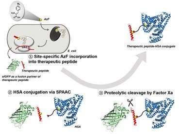1.GLP-1의 특정 위치에 알부민을 결합시키기 위한 작용기를 유전자재조합 단백질의 특정 위치에 삽입하는 모식도. 2.GLP-1과 알부민의 결합. 3.단백질 분해효소를 이용한 GLP-1과 알부민 결합체의 분리.