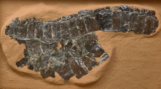 공산성 출토 말 투구 및 옻칠 말 갑옷