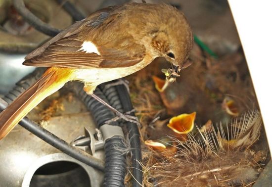 경북 경주세계문화엑스포공원에 있는 문화엑스포 업무용 전기차 모터룸 안에 딱새 가족이 둥지를 틀어 새끼를 키우고 있다. / 사진=문화엑스포