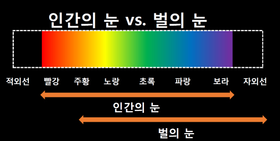 인간의 눈과 벌의 눈. 그래픽=정현승 과학커뮤니케이터.