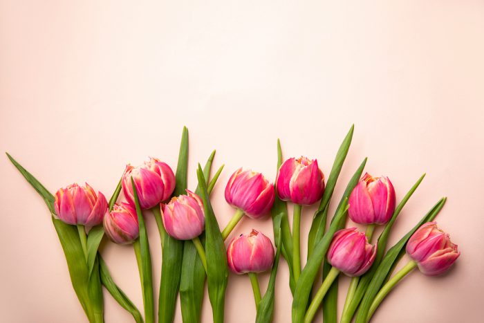 (사진=이미지 투데이) 튤립