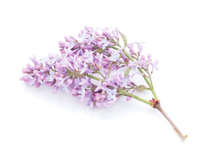 (사진=이미지투데이)라일락