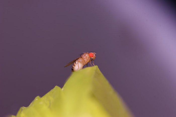 초파리는 과일의 당분을 찾는 능력이 발달했다. (사진=두산백과)